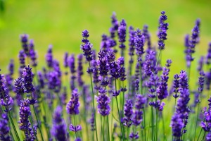 lavender-1117275_1920